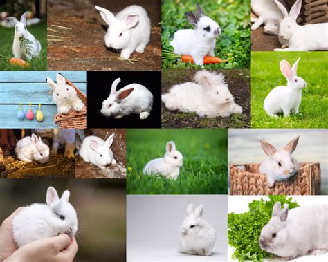 可爱小兔子摄影高清图片 - 爱图网设计图片素材下载