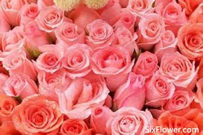 41朵粉玫瑰的花语是什么？41朵粉玫瑰代表什么意思？-六朵花