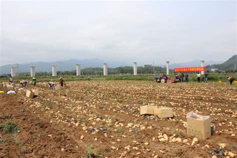 惠州市农机站在泰美镇举办马铃薯机械化收获现场会-广东省农业农村厅网站