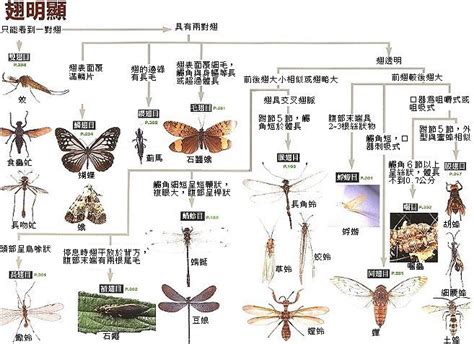 昆虫中肠的发育如何揭示它们的进化历史 - 神秘的地球 科学|自然|地理|探索