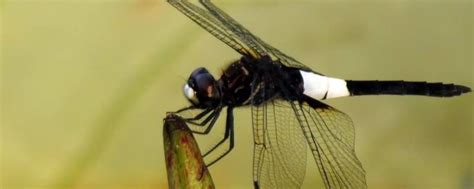 黑蜻蜓有毒吗