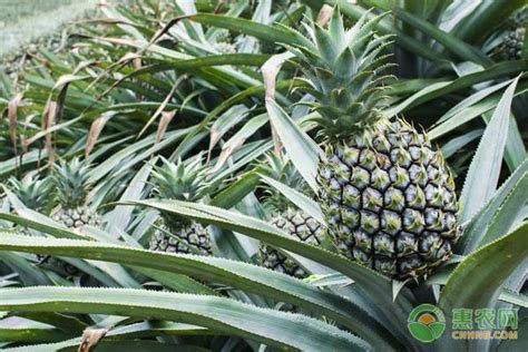 2020年菠萝价格多少钱一斤？菠萝种植成本利润分析 - 惠农网