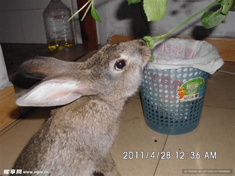 灰色兔子PNG图片素材下载_图片编号yxopjxde-免抠素材网