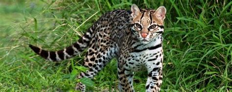 豹猫是不是国家保护动物，附豹猫的生活习性特点 - 农敢网