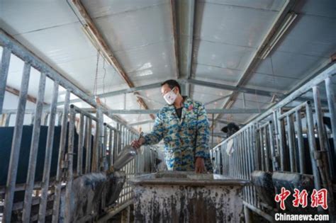 西藏林芝藏猪产业走上标准化、产业化之路_荔枝网新闻