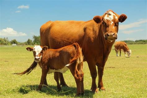 草反刍动物保护牛群时放牧的达马鹿头男高清图片下载-正版图片307993605-摄图网