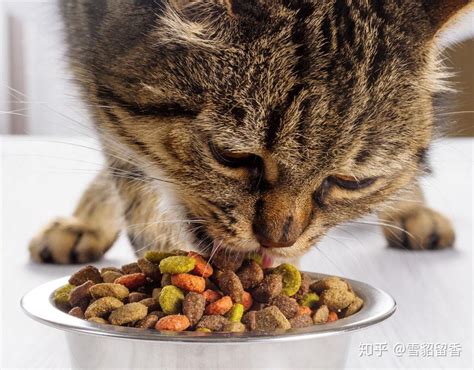 猫长期吃一种猫粮会不会有问题？ - 知乎