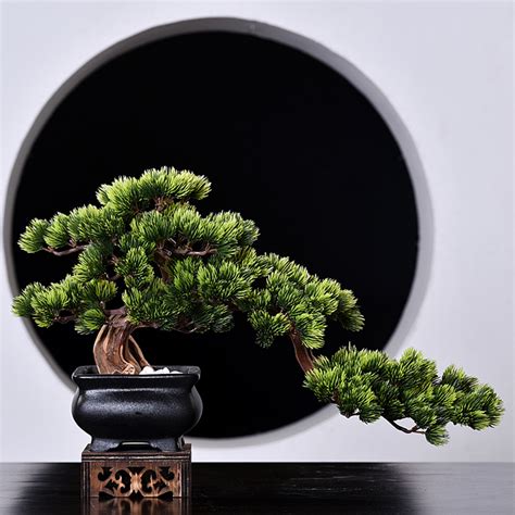 盆景迎客松图片