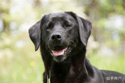 拉布拉多犬-常州贝乐实验动物养殖有限公司
