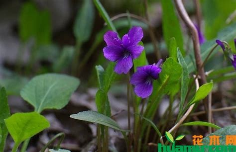 紫花地丁种植的时候需提前浸泡吗，种植后有什么价值-长景园林网