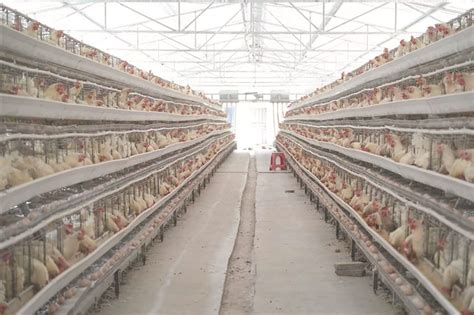 秋冬蛋鸡饲养谨记五要素 - 养殖技术 - 河北农业网