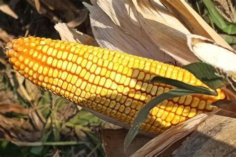 玉米品种适合山东种植 - 运富春