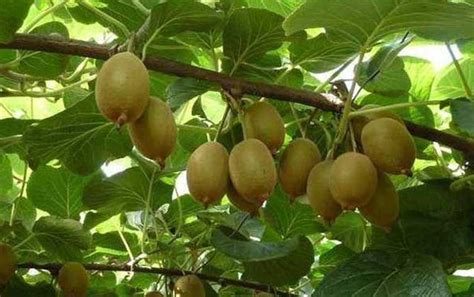 8月是猕猴桃生长的关键季节，一旦高温干旱，叶片和果实易受损！-种植技术-中国猕猴桃网