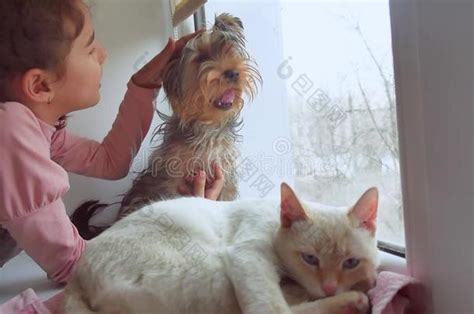 女孩十几岁宠物猫和狗看着窗外的宠物猫睡觉-包图企业站