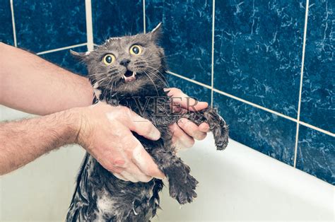 如何给猫咪做好日常清洁？给猫洗澡要注意事项你得弄清楚_互联网_艾瑞网