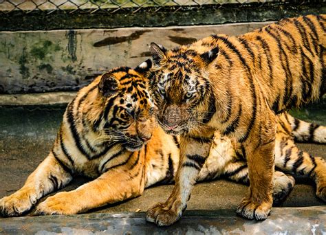 凶猛猛兽老虎自然动物摄影图配图高清摄影大图-千库网