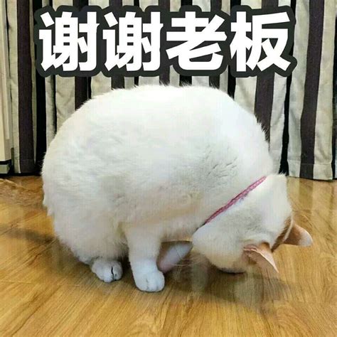表情包谢谢老板图片
