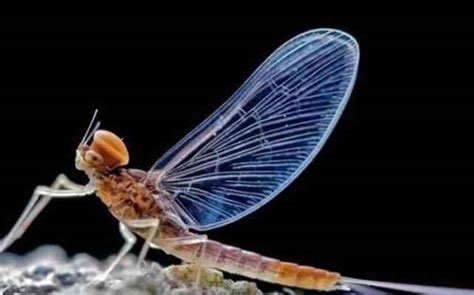 蜉蝣—寿命最短的昆虫 | 冷饭网