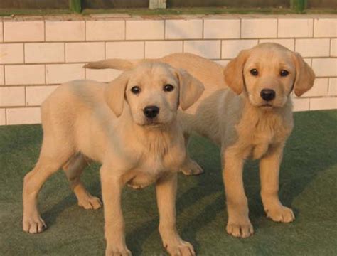 纯种拉布拉多犬幼犬狗狗出售 宠物拉布拉多犬可支付宝交易 拉布拉多犬 /编号10107904 - 宝贝它