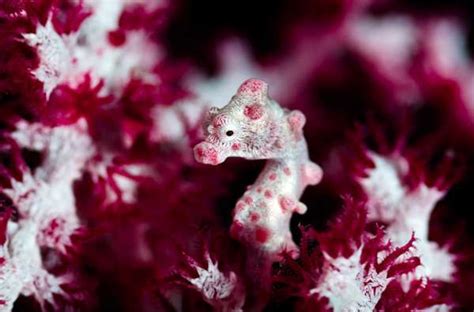 寻找来的世界 不可思议的海底生物特写 - 海洋财富网
