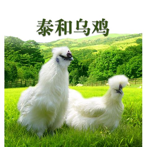 江西泰和白凤乌鸡（150天）-商品详情-菜管家