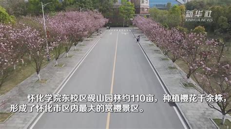 樱花绽放，春语校园_凤凰网视频_凤凰网