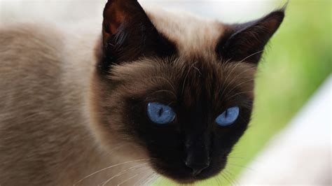 Suda|大胆儿家的暹罗猫|Siamese cat breeders|暹罗猫&东方短毛猫