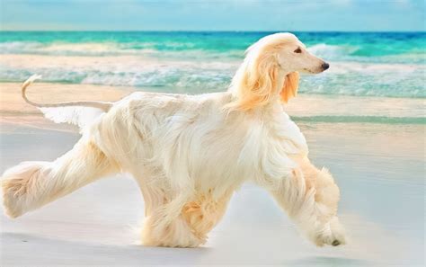 阿富汗黄金猎犬图片
