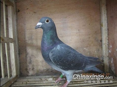 中国黑老鸹-中国信鸽信息网相册