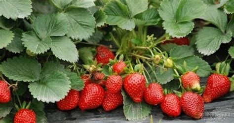 新鲜水果草莓高清图片下载-正版图片500777205-摄图网