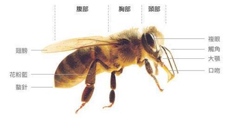 蜜蜂采蜜的过程，不同的蜂种分工协作 - 农敢网