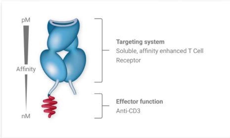 肿瘤免疫治疗：pMHC限制性抗体(TCRm)的获得策略|免疫治疗|TCRm|pMHC|scFv|Trp2|ADCC|限制性|特异性|MA2 ...