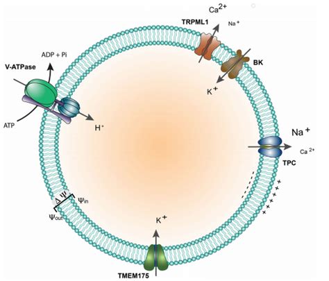 小肠上皮细胞利用膜上的Na+-K+泵来维持细胞内外Na+浓度差，通过载体蛋白S逆浓度吸收葡萄糖，如图所示。相关叙述不正确的是（