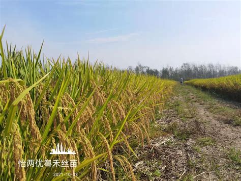安徽荃华种业科技有限公司，种业，稻种