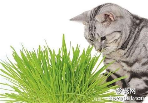 猫草是剪了喂还是直接让猫咪吃？猫咪吃猫草有什么好处？-宠物网