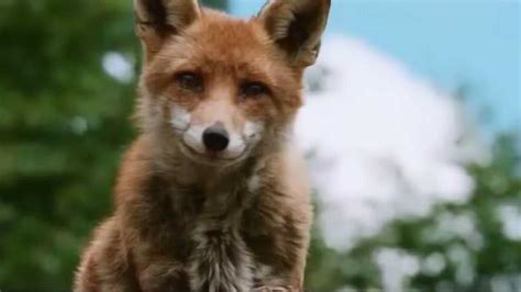 电影《狐狸与我》片段：真正的爱不是占有_电影_高清1080P在线观看平台_腾讯视频