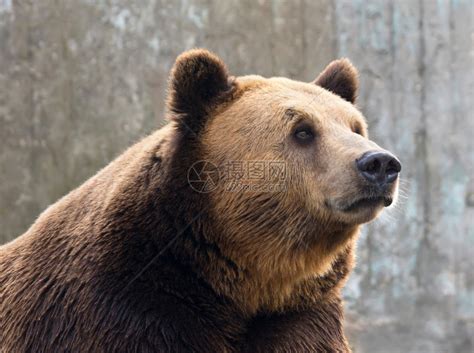 肉食脸棕熊躺在岩石上哺乳动物高清图片下载-正版图片307509640-摄图网