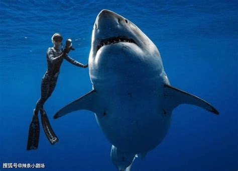 已经确认，千万网红提子食用大白鲨被抓，或将面临10年监禁_鲨鱼_南充_视频