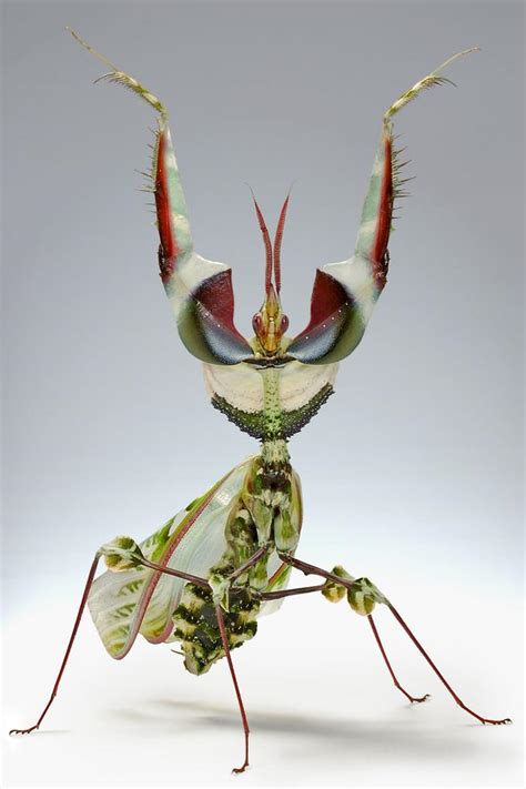 科学网—魔花螳螂（Idolomantis diabolica）：一种经济昆虫 - 李世春的博文