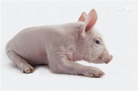 属猪的今年多大 属猪的2021年多大 - 万年历