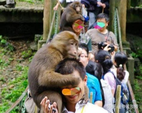 常见的猴子有哪些种类_酷知经验网