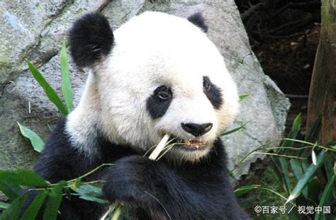 《功夫熊猫3》制作中的中国力量到底有多强？ - 影音 - 中职易班 学生互动社区