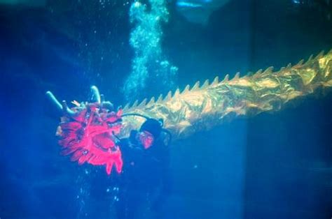 《龙飞凤舞》全国首创 “福”到海底演绎精彩-青岛水族馆官方网站