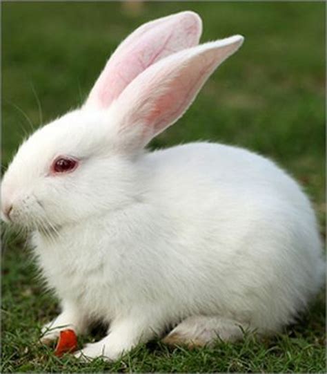 竖着耳朵的兔子,耳朵贴纸,竖耳兔_大山谷图库