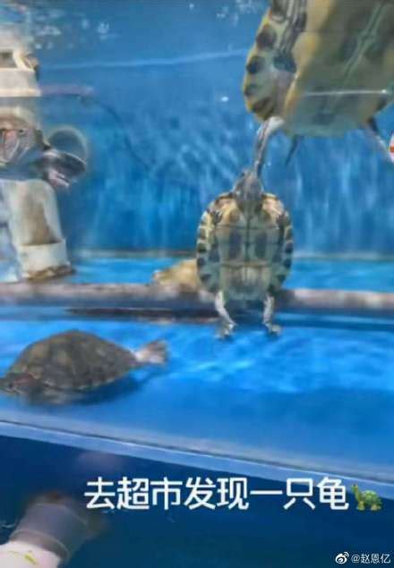 动物游泳乌龟龟环境水下的野生动物海洋爬虫图片 - Canva可画