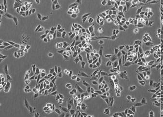 cho细胞表达系统的应用与研究 - 豆丁网