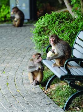 徐州山上猴子进城避暑 - 广西首页 -中国天气网