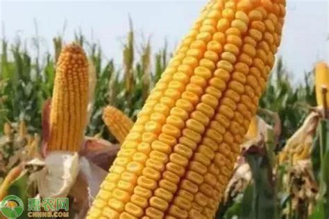 登海710玉米品种简介 - 惠农网
