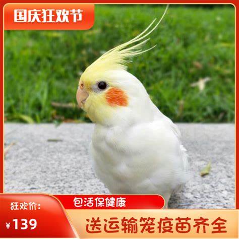 玄凤鹦鹉饲养禁忌：三大要点及对人的潜在危害