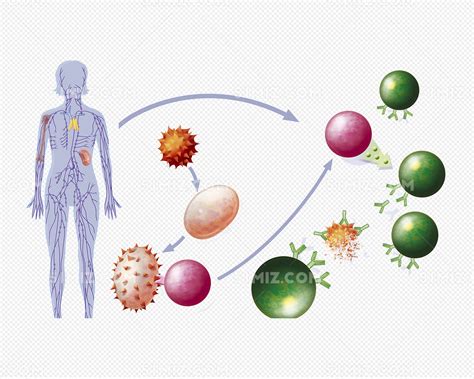 单核细胞高是什么感染引起（什么是传染性单核细胞增多症？这个传染病不预防，后果很严重） | 说明书网